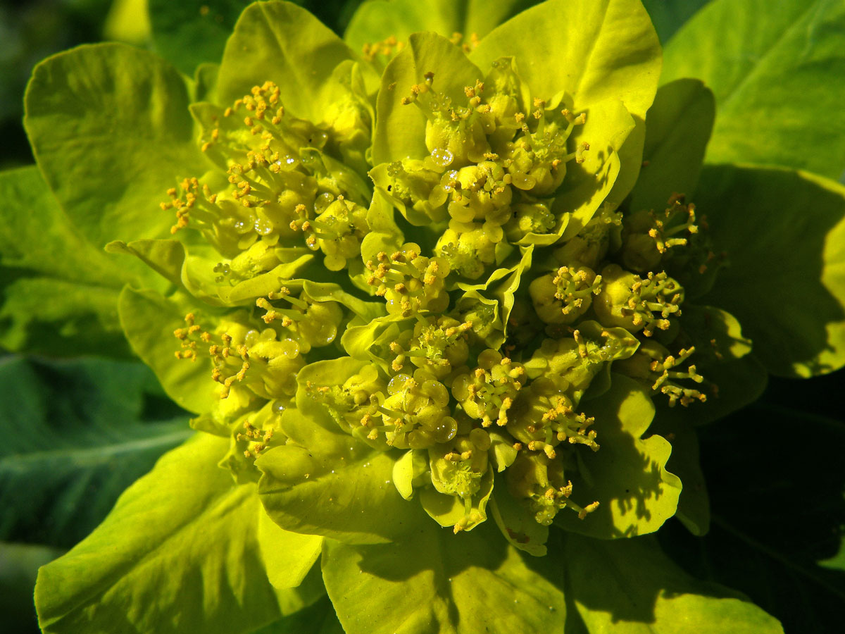 Pryšec mnohobarvý (Euphorbia polychroma Kern.)