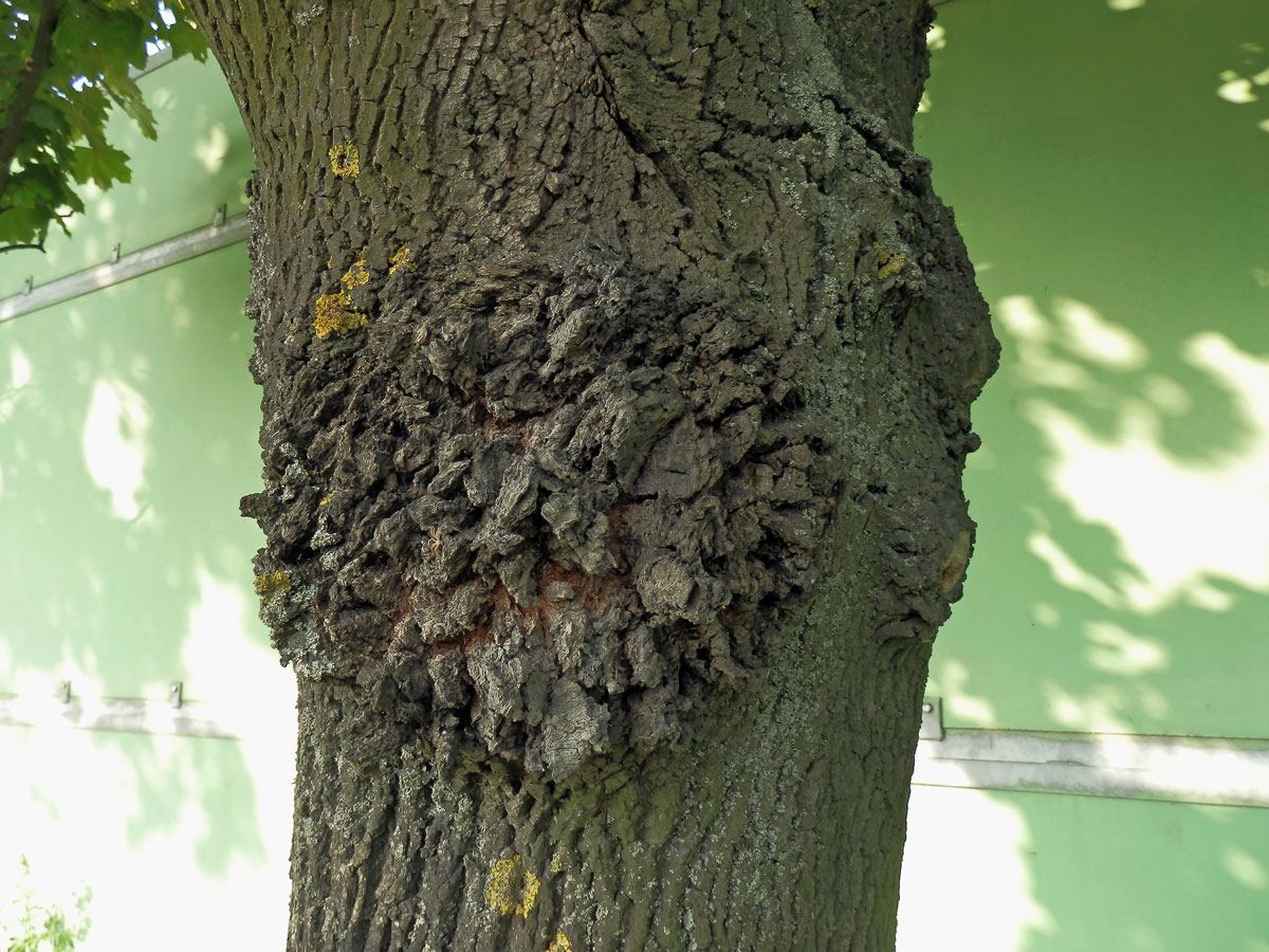 Javor mléč (Acer platanoides L.) s nádorem na kmeni (9)