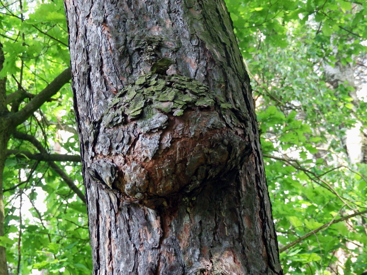 Tumor na borovici lesní (Pinus sylvestris L.) (10)