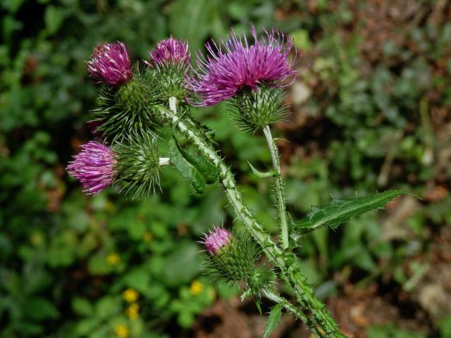 Bodlák kadeřavý (Carduus crispus L.)