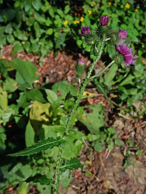 Bodlák kadeřavý (Carduus crispus L.)