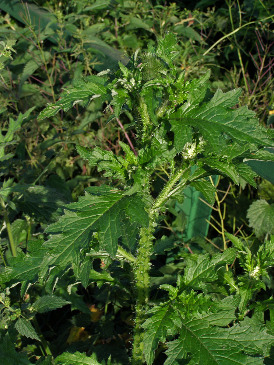 Bodlák kadeřavý (Carduus crispus L.)