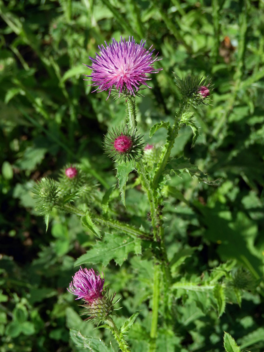 Bodlák kadeřavý (Carduus crispus L.)