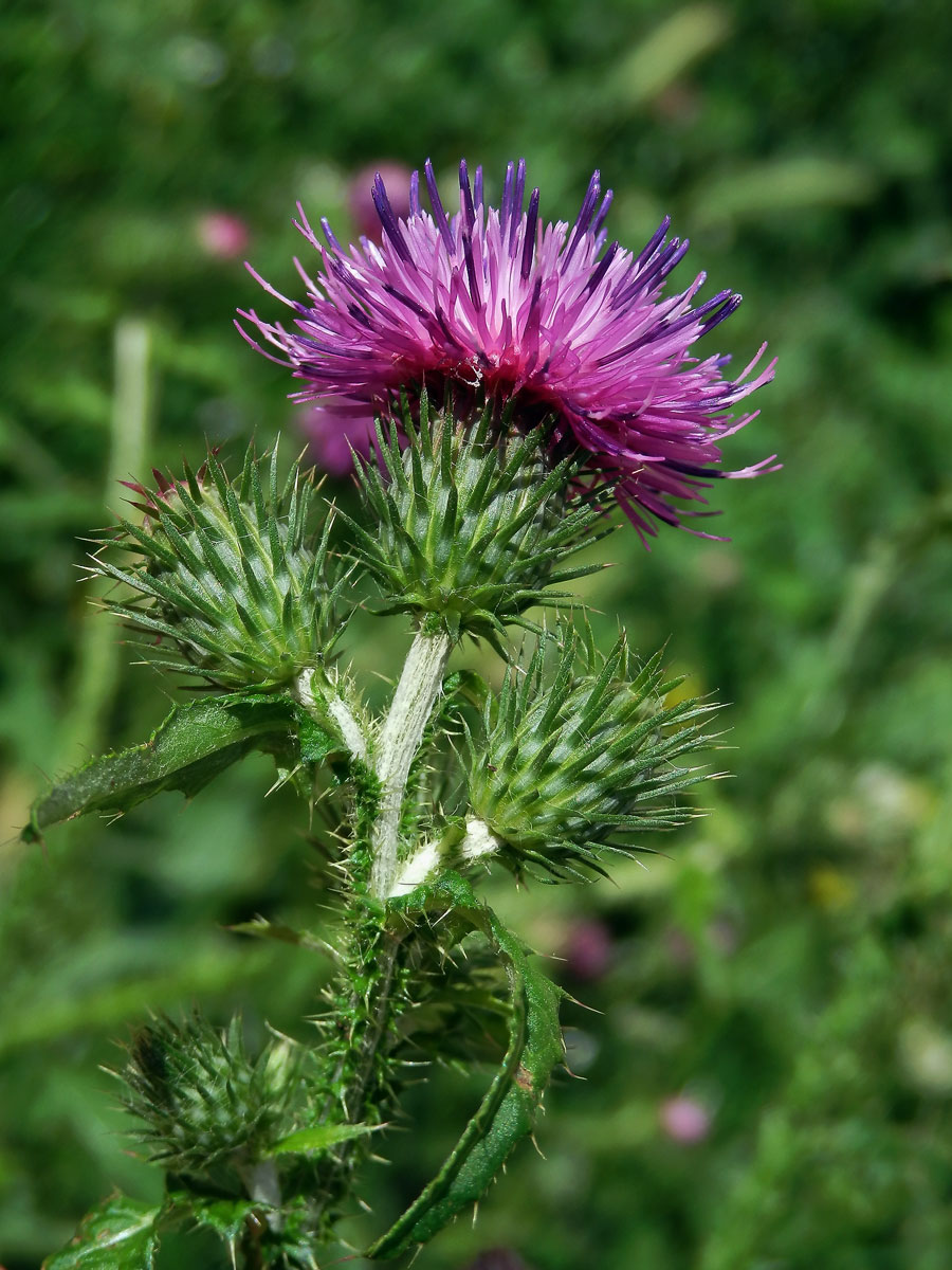 Bodlák kadeřavý (Carduus crispus L.)