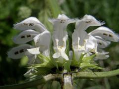 Hluchavka bílá (Lamium album L.)