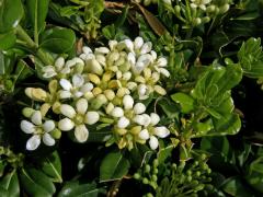 Slizoplod (Pittosporum tobira (Thunb.) W. T. Aiton)