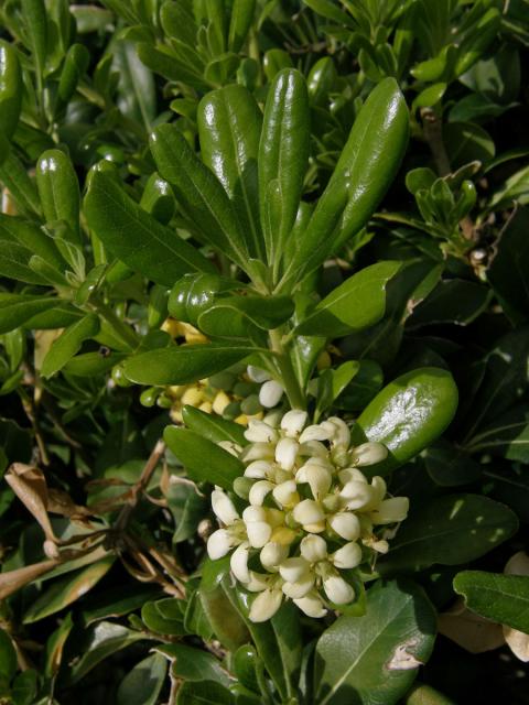 Slizoplod (Pittosporum tobira (Thunb.) W. T. Aiton)