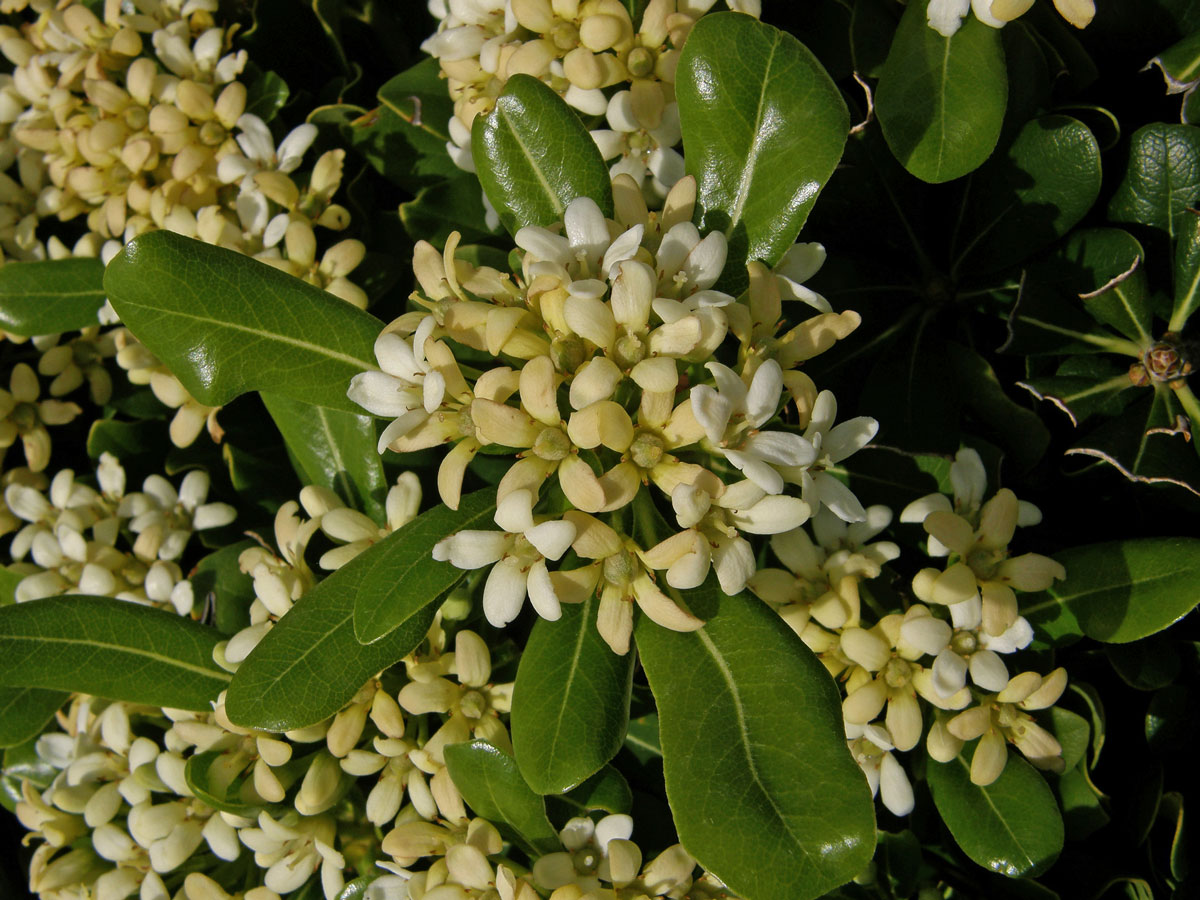 Slizoplod (Pittosporum tobira (Thunb.) W. T. Aiton)