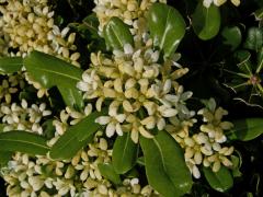 Slizoplod (Pittosporum tobira (Thunb.) W. T. Aiton)