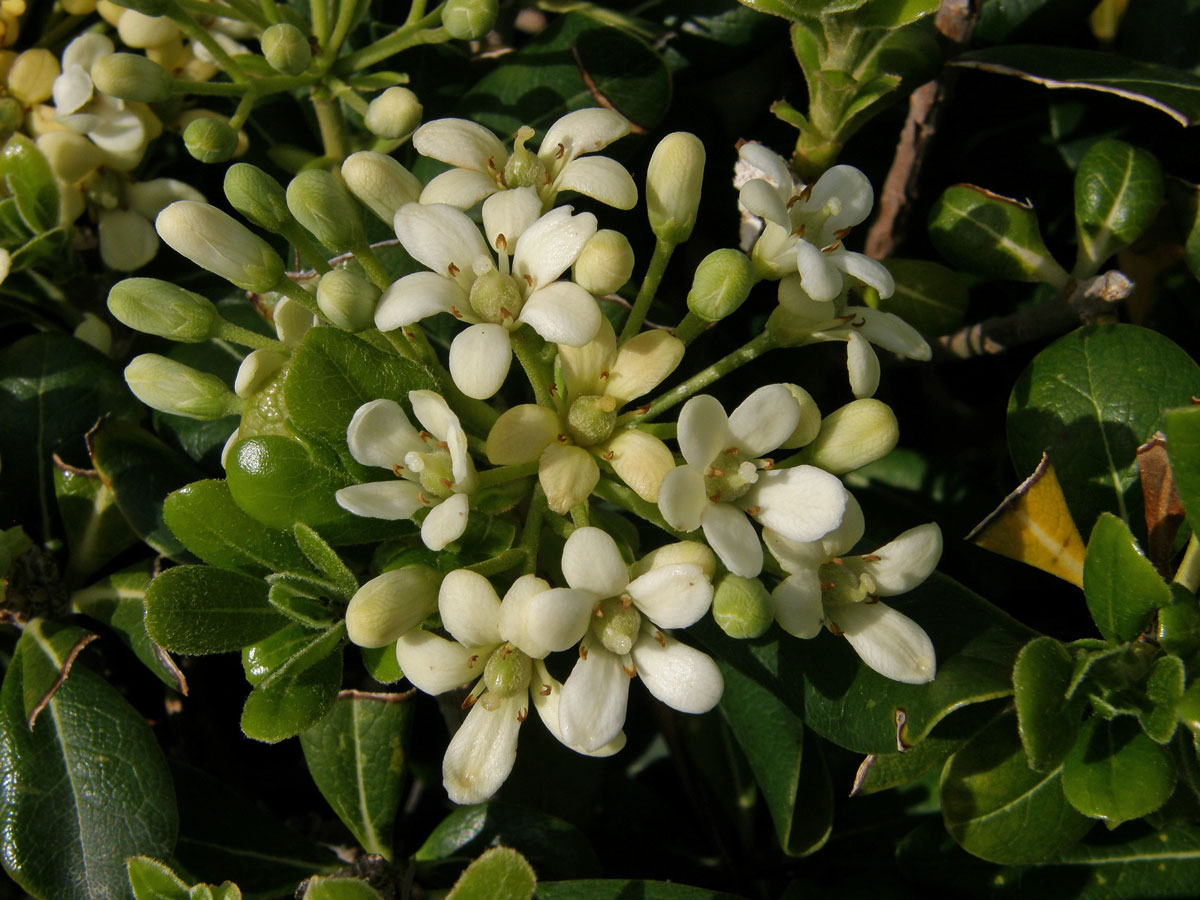 Slizoplod (Pittosporum tobira (Thunb.) W. T. Aiton)