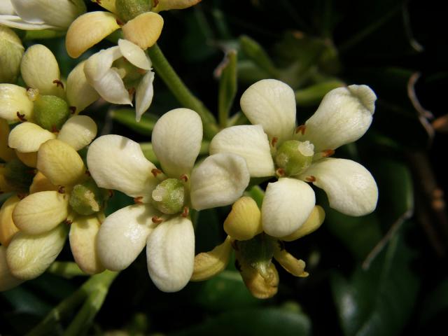 Slizoplod (Pittosporum tobira (Thunb.) W. T. Aiton)