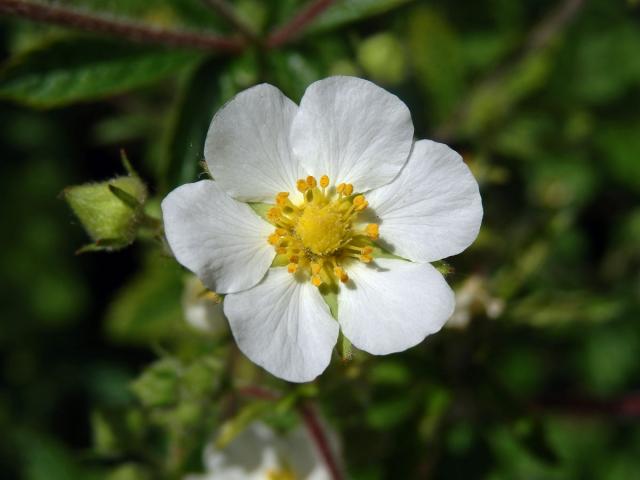 Mochna skalní (Potentilla rupestris L.), šestičetný květ