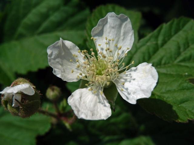 Ostružiník křovitý (Rubus fruticosus L. agg.) - čtyřčetný květ (2b)