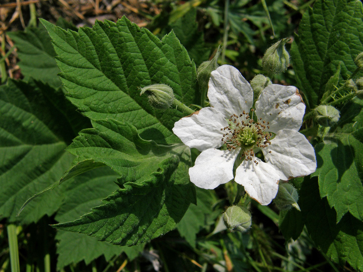 Ostružiník ježiník (Rubus caesius L.) - šestičetný květ (1)