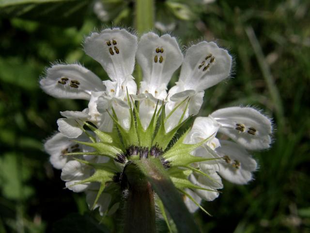 Hluchavka bílá (Lamium album L.)