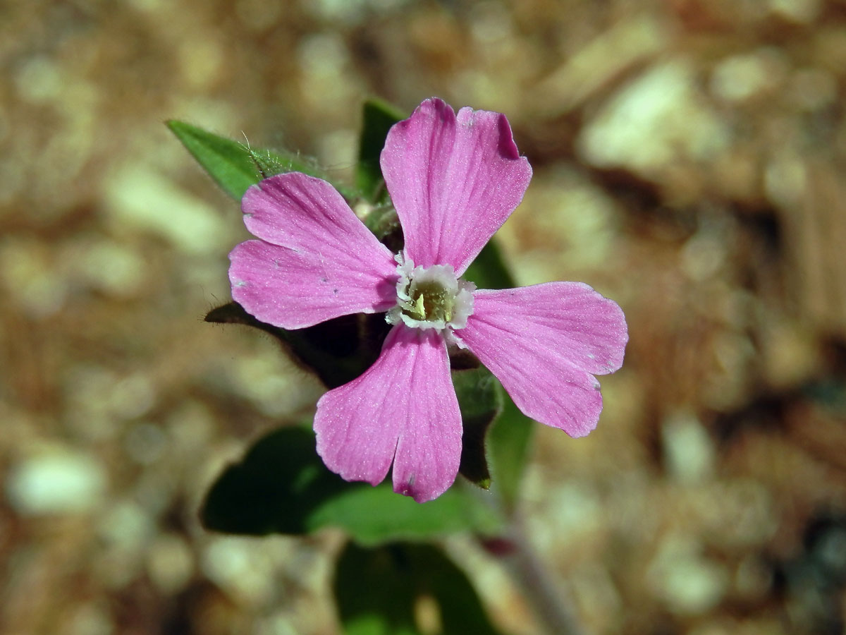 Silenka dvoudomá = Knotovka červená (Silene dioica (L.) Clairv.), čtyřčetný květ