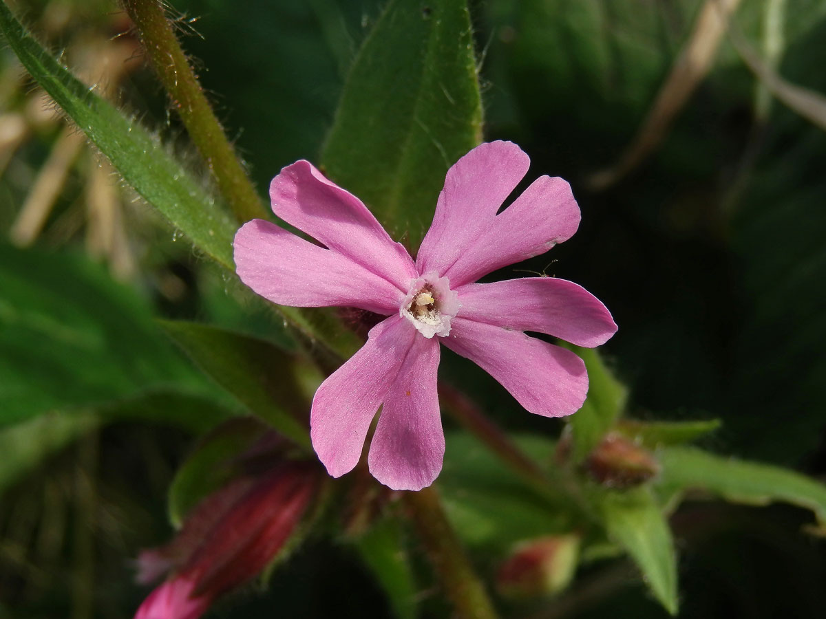 Silenka dvoudomá = Knotovka červená (Silene dioica (L.) Clairv.), čtyřčetný květ