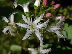 Vachta trojlistá (Menyanthes trifoliata L.), šestičetný květ (1b)