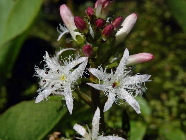 Vachta trojlistá (Menyanthes trifoliata L.), šestičetný květ (1a)