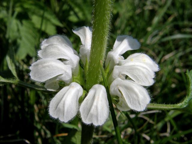 Hluchavka bílá (Lamium album L.)