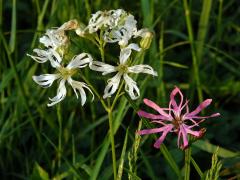 Kohoutek luční (Lychnis flos-cuculi L.) s bílými květy (1a)