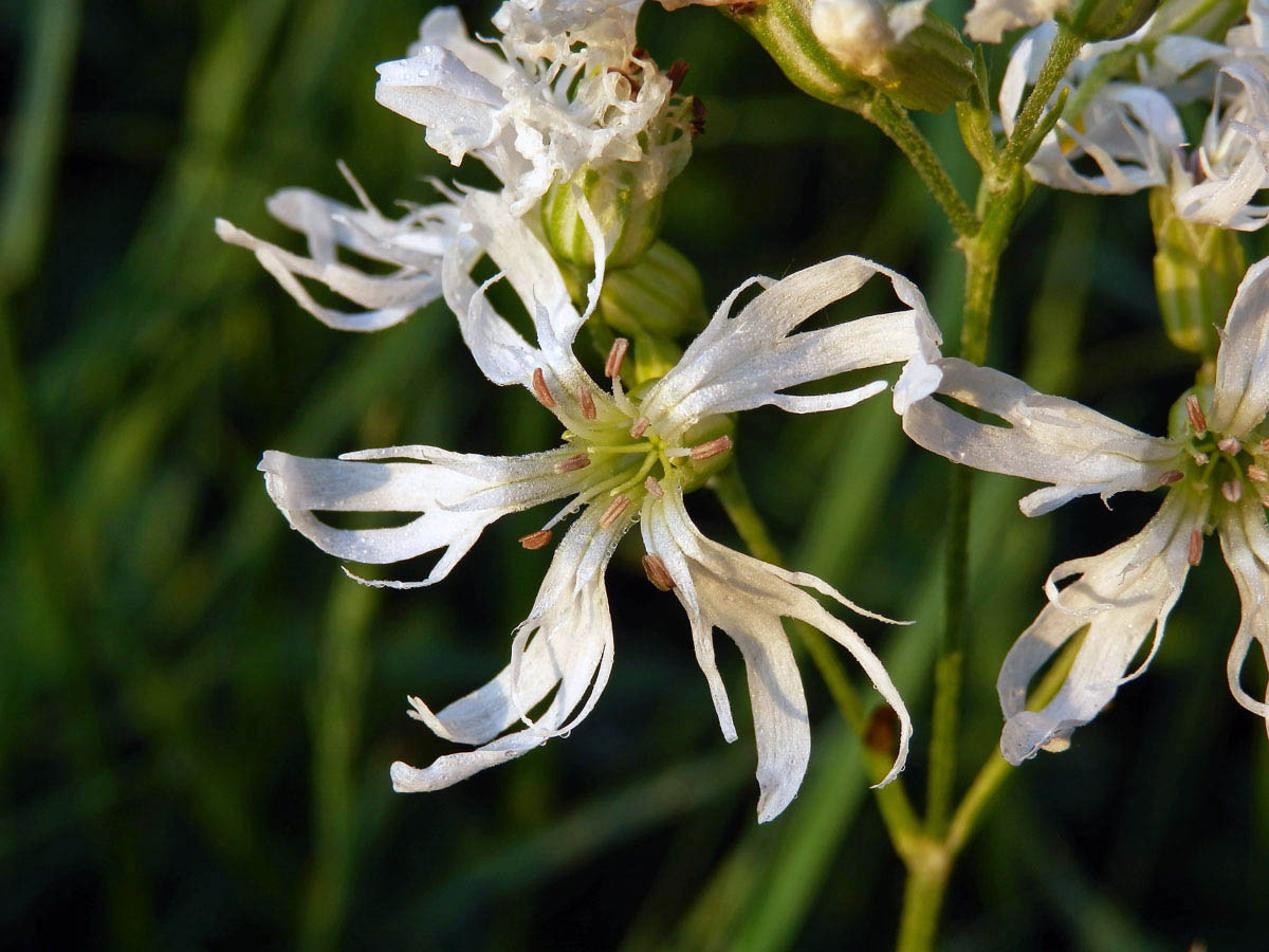 Kohoutek luční (Lychnis flos-cuculi L.) s bílými květy (1b)