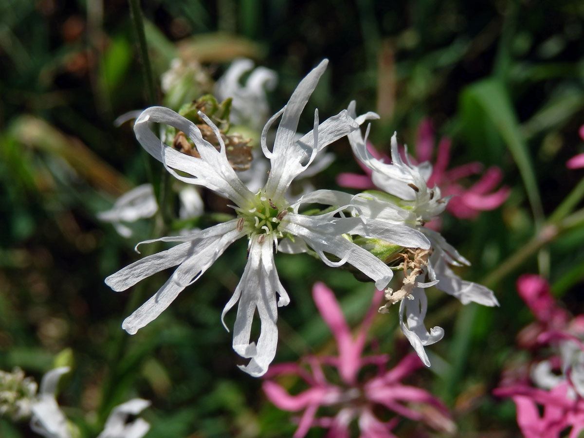 Kohoutek luční (Lychnis flos-cuculi L.) s bílými květy (2)