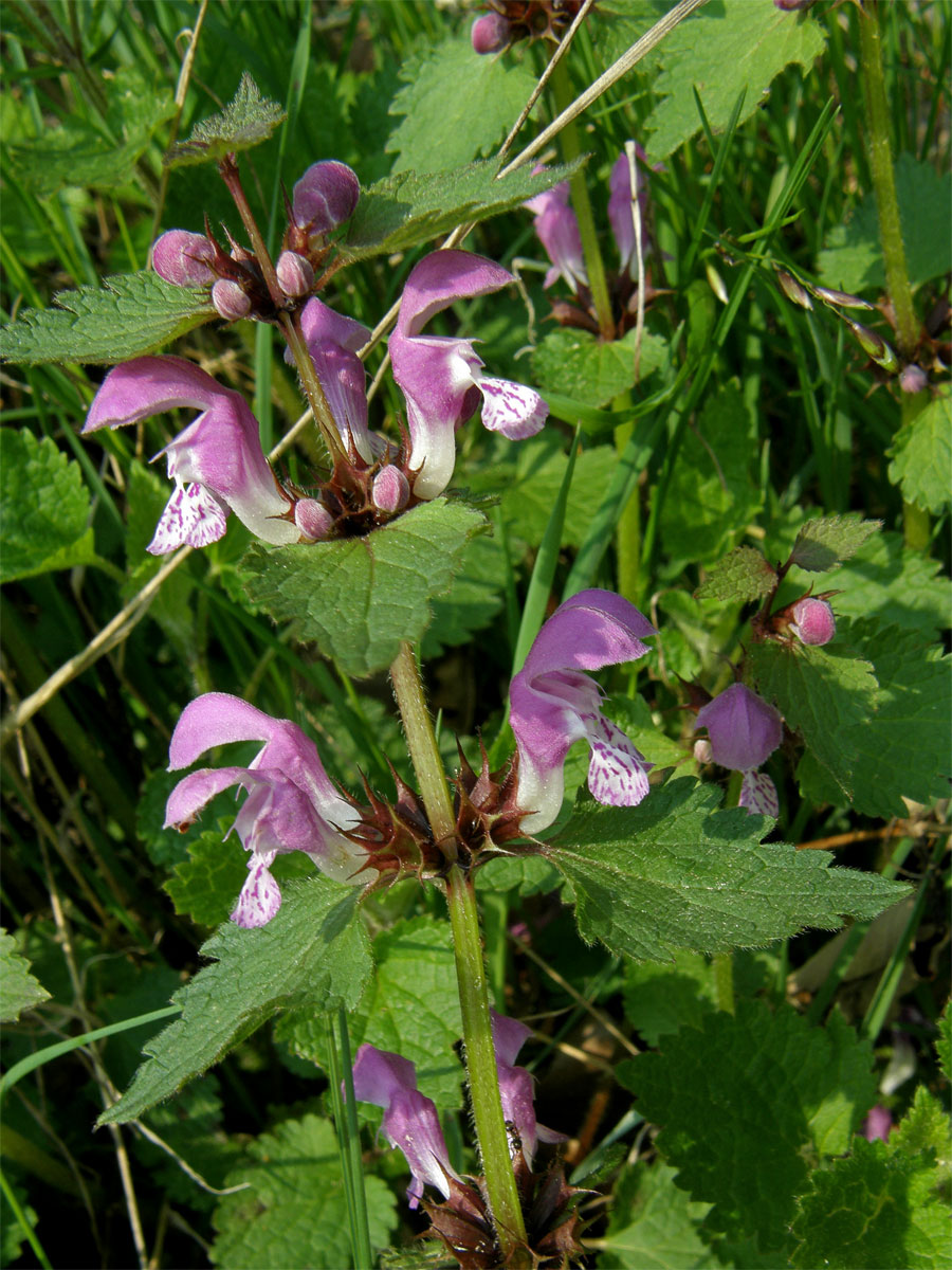 Hluchavka skvrnitá (Lamium maculatum L.)