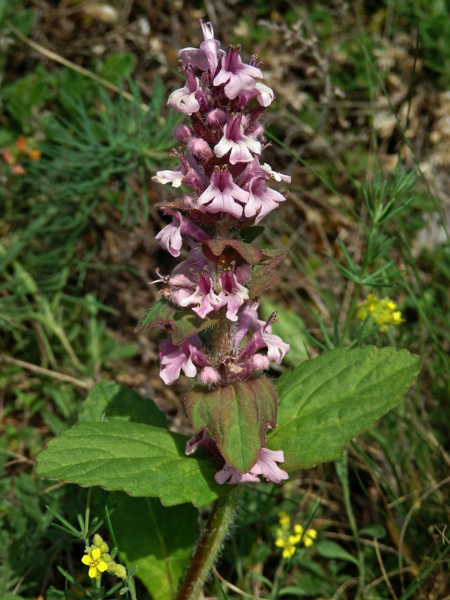 Zběhovec lesní (Ajuga genevenensis L.) s květy růžové barvy (3a)