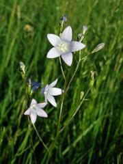 Zvonek rozkladitý (Campanula patula L.) se světlými květy (2)