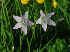 Zvonek rozkladitý (Campanula patula L.) se světlými květy (3)