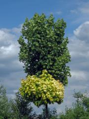 Javor mléč (Acer platanoides L.) s větví listů zlaté barvy (1a)