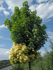 Javor mléč (Acer platanoides L.) s větví listů zlaté barvy (1c)
