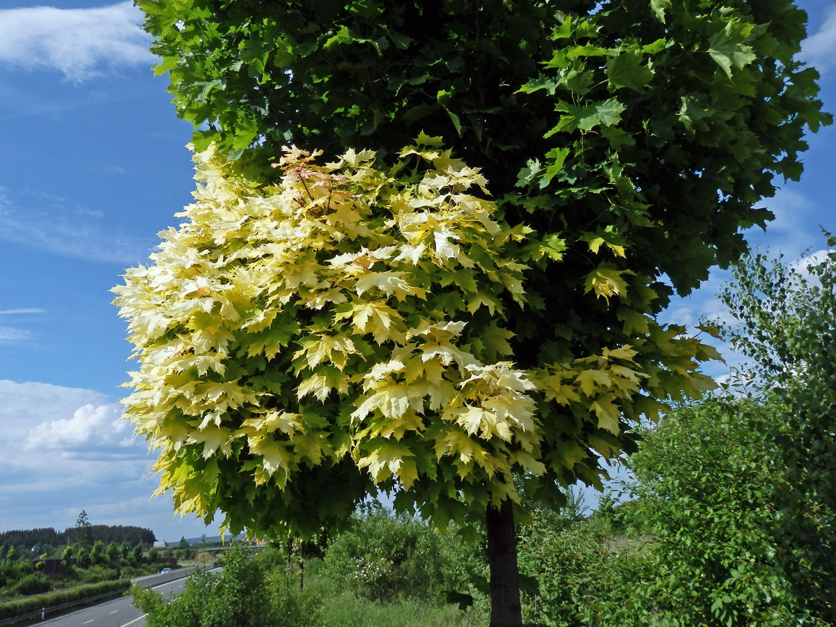 Javor mléč (Acer platanoides L.) s větví listů zlaté barvy (1d)