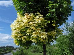 Javor mléč (Acer platanoides L.) s větví listů zlaté barvy (1d)