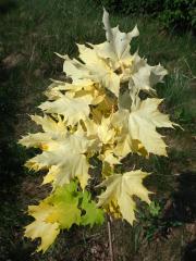 Javor mléč (Acer platanoides L.) s větví listů zlaté barvy (1e)