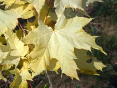 Javor mléč (Acer platanoides L.) s větví listů zlaté barvy (1g)