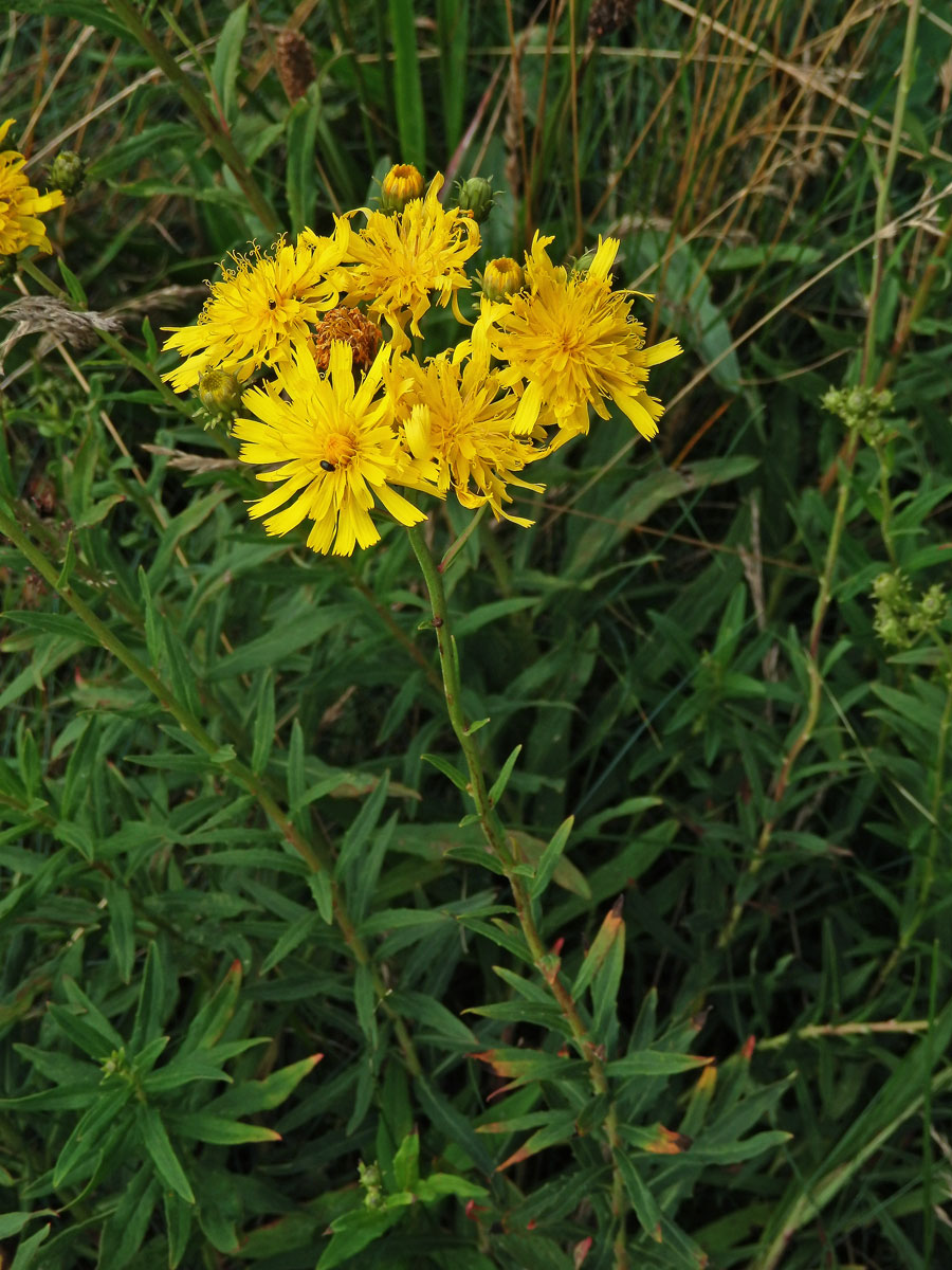 Jestřábník savojský (Hieracium sabaudum L.)