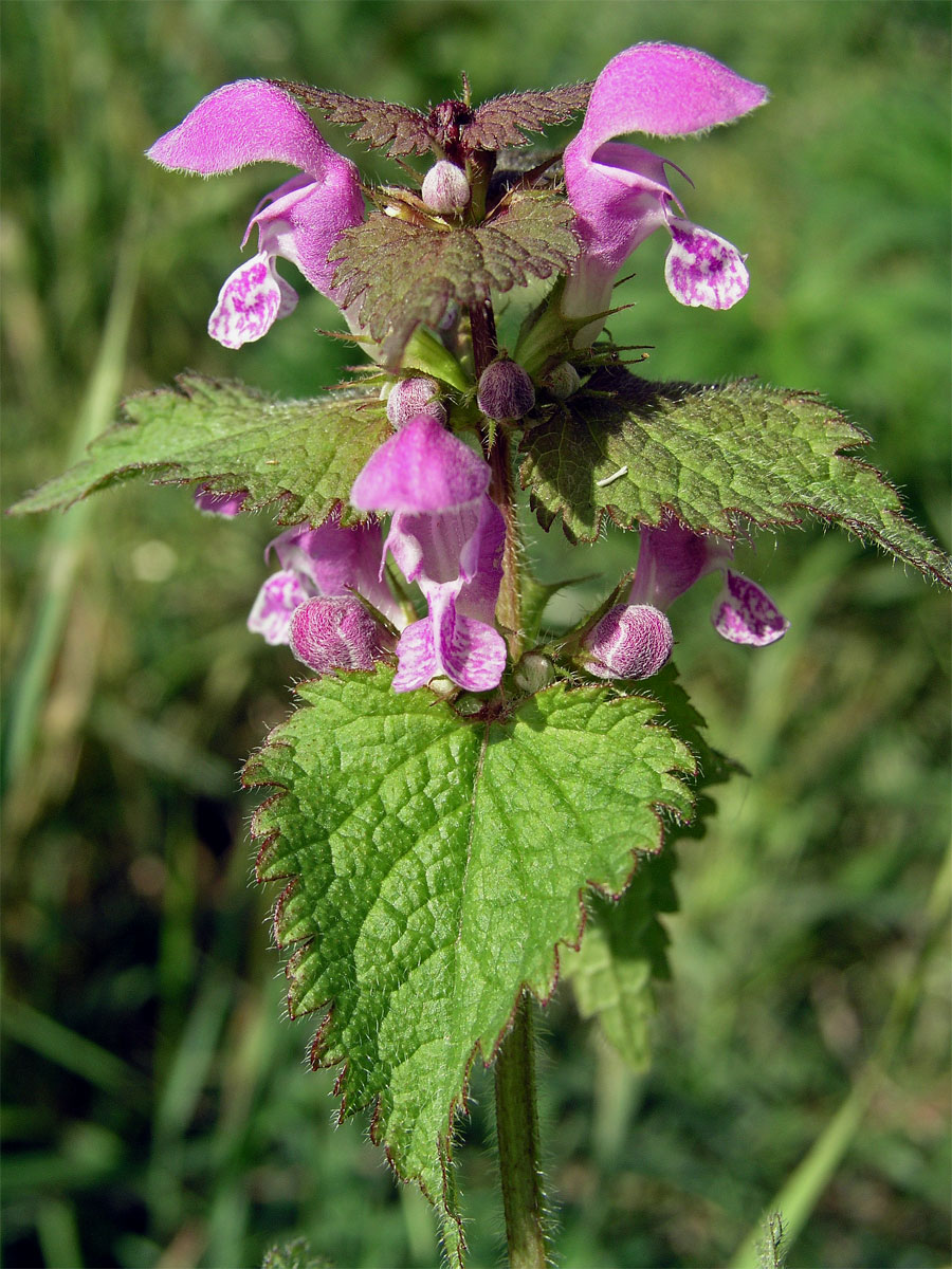 Hluchavka skvrnitá (Lamium maculatum L.)