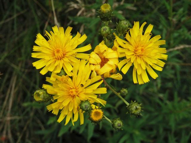 Jestřábník savojský (Hieracium sabaudum L.)