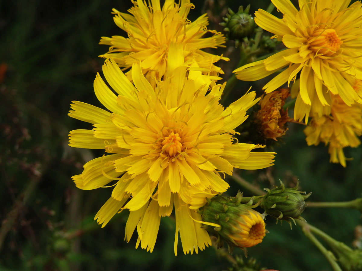 Jestřábník savojský (Hieracium sabaudum L.)