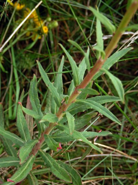 Jestřábník savojský (Hieracium sabaudum L.)