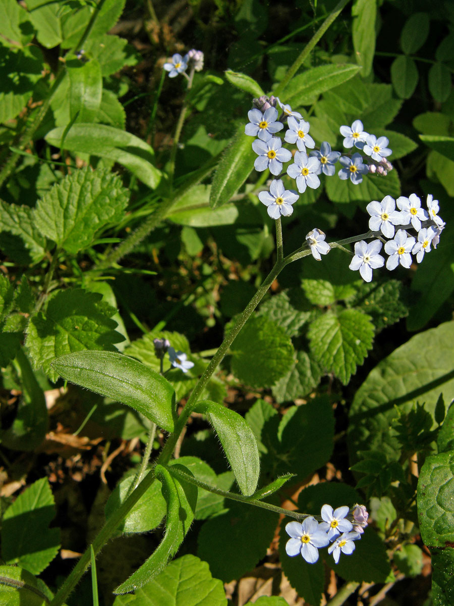 Pomněnka lesní (Myosotis sylvatica Hoffm.)