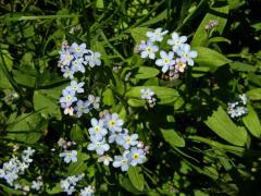 Pomněnka lesní (Myosotis sylvatica Hoffm.)