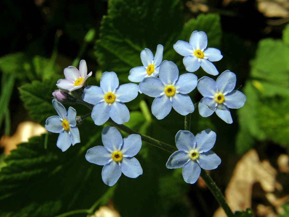 Pomněnka lesní (Myosotis sylvatica Hoffm.)