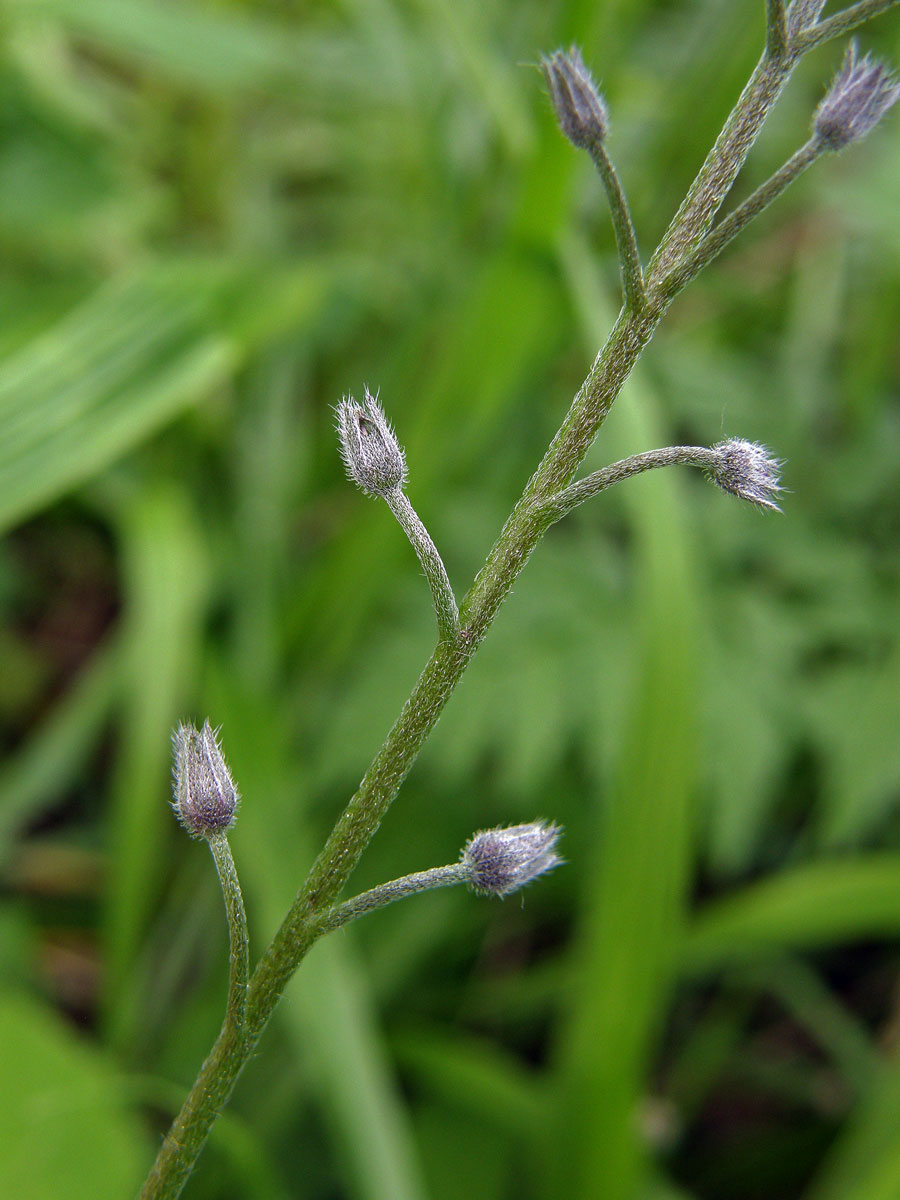 Pomněnka lesní (Myosotis sylvatica Hoffm.)