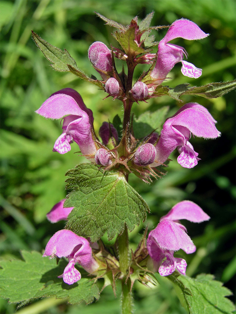 Hluchavka skvrnitá (Lamium maculatum L.)