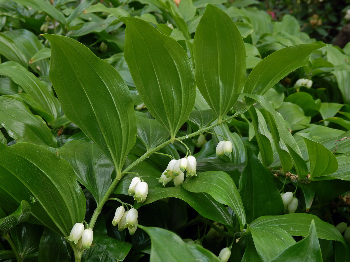 Kokořík širolistý (Polygonatum latifolium (Jacq.) Desf.)