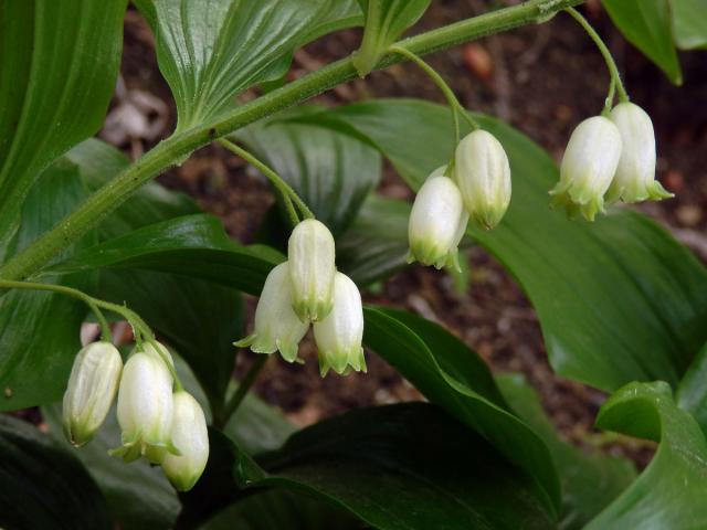 Kokořík širolistý (Polygonatum latifolium (Jacq.) Desf.)