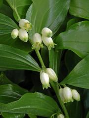 Kokořík širolistý (Polygonatum latifolium (Jacq.) Desf.)